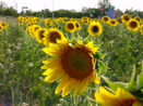 Sunflowers in a Kansas field.