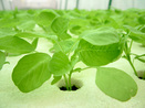 Green vegetables grown with hydroponics.

