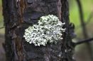 Lichen attached to a tree.