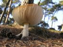 The underbelly of a mushroom.