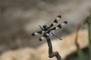 Dragonfly in the Virginia Mountains.